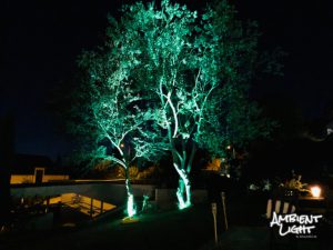 Baum ambient beleuchtet